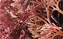 Salicornia herbacea photo
