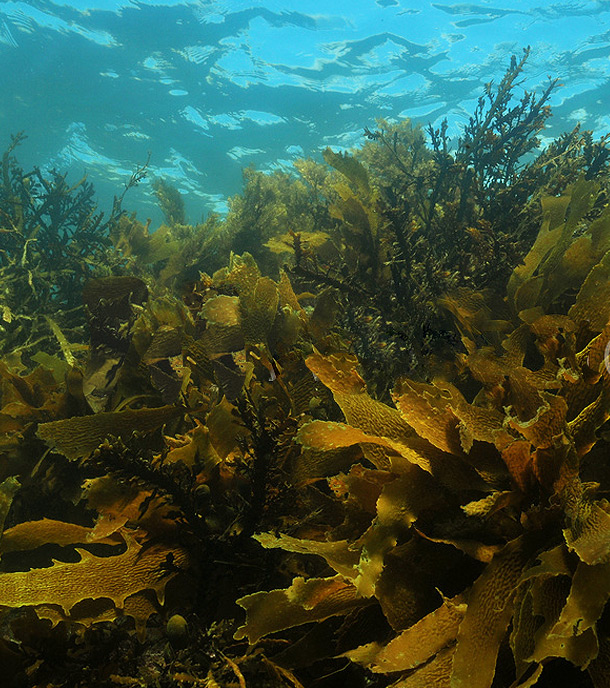 underwater seaweed